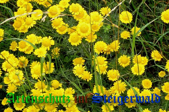 Copyright AiS- Albert Meier Bild zum Eintrag (39198-160)