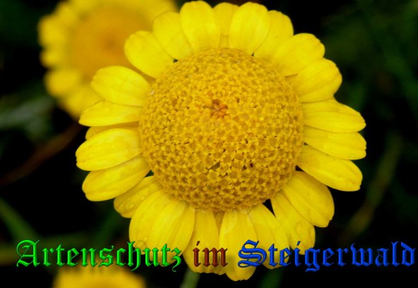 Copyright AiS- Albert Meier Bild zum Eintrag (39199-160)