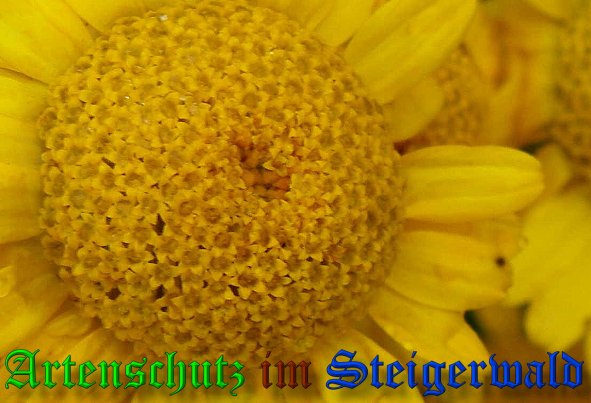 Copyright AiS- Albert Meier Bild zum Eintrag (39200-160)