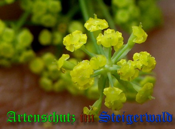 Copyright AiS- Albert Meier Bild zum Eintrag (39203-160)