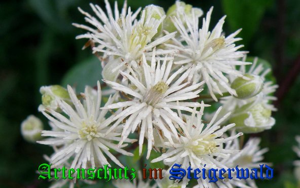 Copyright AiS- Albert Meier Bild zum Eintrag (39210-160)