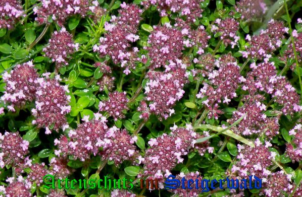 Copyright AiS- Albert Meier Bild zum Eintrag (39217-160)