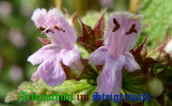 Copyright AiS- Albert Meier Bild zum Eintrag (39255-160)
