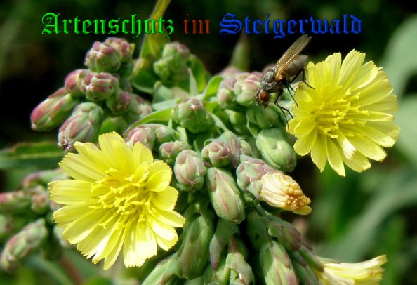 Copyright AiS- Albert Meier Bild zum Eintrag (39278-160)