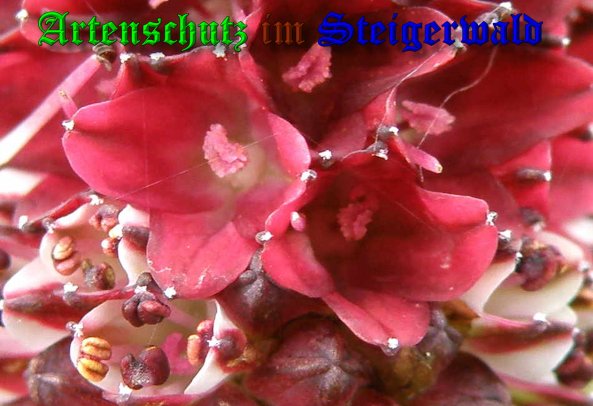 Copyright AiS- Albert Meier Bild zum Eintrag (39337-160)