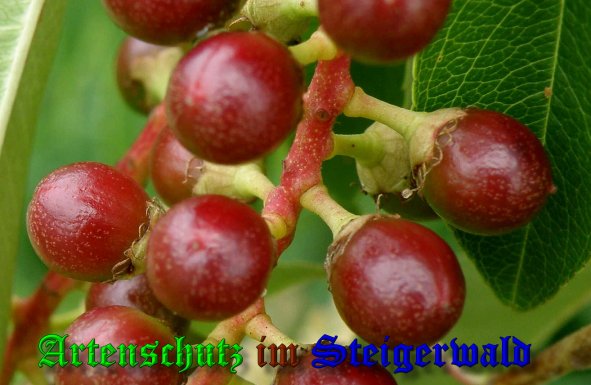 Copyright AiS- Albert Meier Bild zum Eintrag (39338-160)