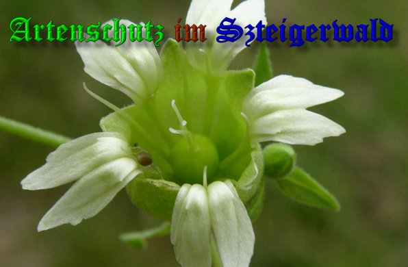 Copyright AiS- Albert Meier Bild zum Eintrag (39365-160)