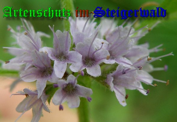 Copyright AiS- Albert Meier Bild zum Eintrag (39391-160)