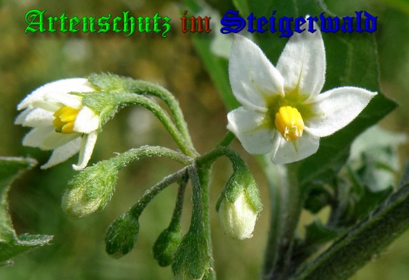 Copyright AiS- Albert Meier Bild zum Eintrag (39403-160)