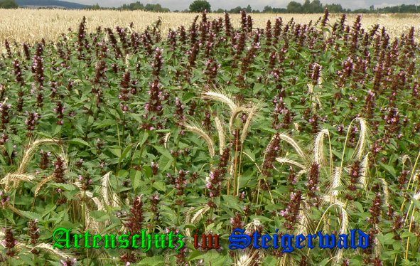 Copyright AiS- Albert Meier Bild zum Eintrag (39483-160)