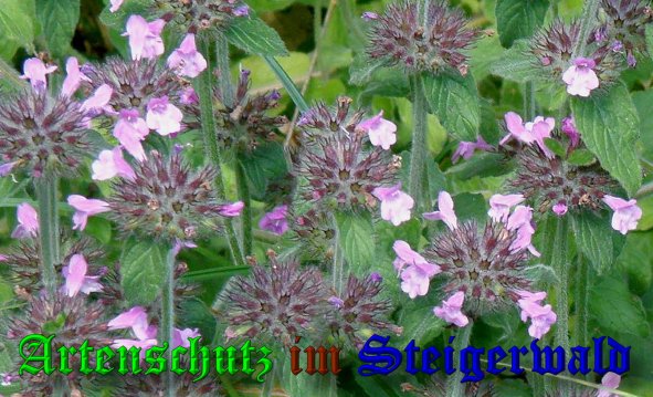 Copyright AiS- Albert Meier Bild zum Eintrag (39507-160)