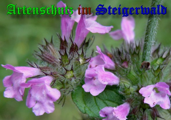 Copyright AiS- Albert Meier Bild zum Eintrag (39508-160)