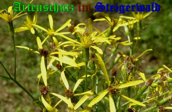 Copyright AiS- Albert Meier Bild zum Eintrag (39511-160)