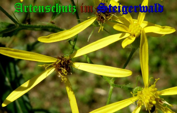 Copyright AiS- Albert Meier Bild zum Eintrag (39512-160)