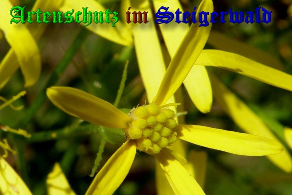 Copyright AiS- Albert Meier Bild zum Eintrag (39513-160)