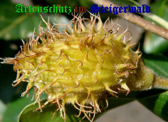 Copyright AiS- Albert Meier Bild zum Eintrag (39514-160)