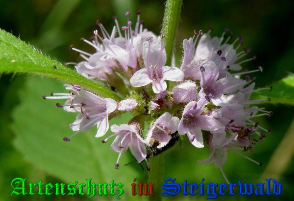 Copyright AiS- Albert Meier Bild zum Eintrag (39543-160)