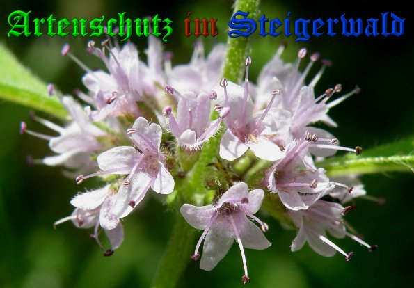 Copyright AiS- Albert Meier Bild zum Eintrag (39544-160)