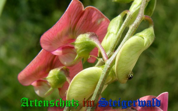 Copyright AiS- Albert Meier Bild zum Eintrag (39548-160)