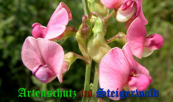 Copyright AiS- Albert Meier Bild zum Eintrag (39549-160)