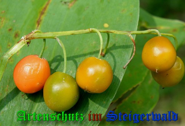 Copyright AiS- Albert Meier Bild zum Eintrag (39552-160)