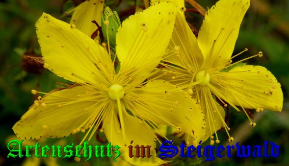 Copyright AiS- Albert Meier Bild zum Eintrag (39615-160)