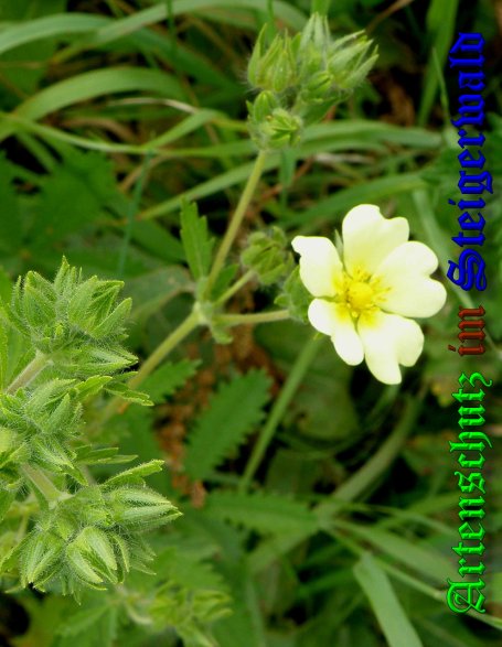 Copyright AiS- Albert Meier Bild zum Eintrag (39618-160)