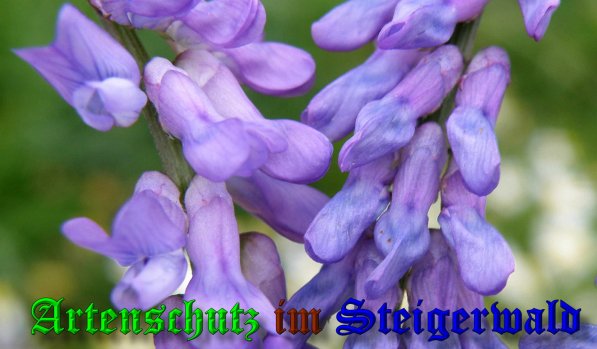 Copyright AiS- Albert Meier Bild zum Eintrag (39696-160)