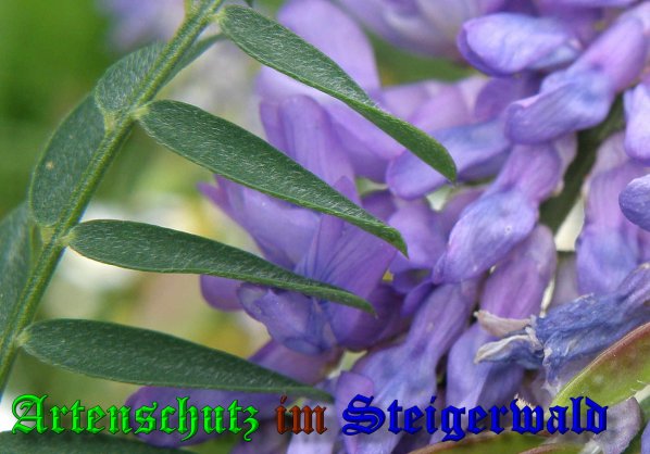 Copyright AiS- Albert Meier Bild zum Eintrag (39697-160)