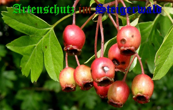 Bild zum Eintrag (39700-160)