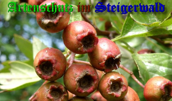 Bild zum Eintrag (39702-160)