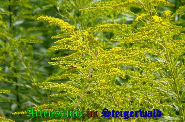 Copyright AiS- Albert Meier Bild zum Eintrag (39705-160)
