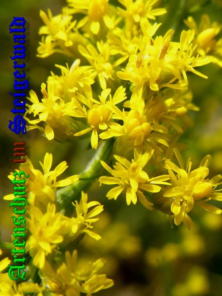 Copyright AiS- Albert Meier Bild zum Eintrag (39706-160)