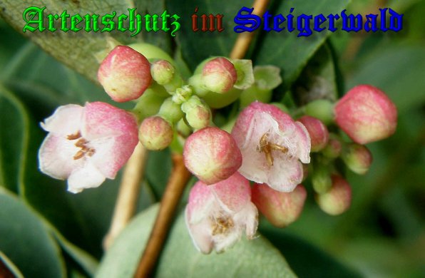 Copyright AiS- Albert Meier Bild zum Eintrag (39711-160)