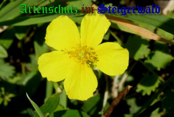 Copyright AiS- Albert Meier Bild zum Eintrag (39860-160)