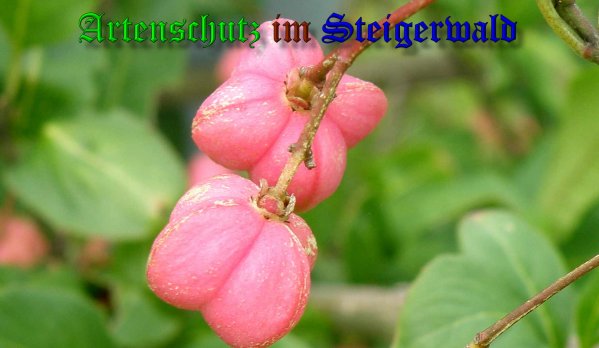 Copyright AiS- Albert Meier Bild zum Eintrag (39876-160)