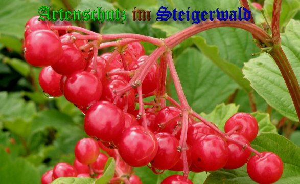Copyright AiS- Albert Meier Bild zum Eintrag (39880-160)