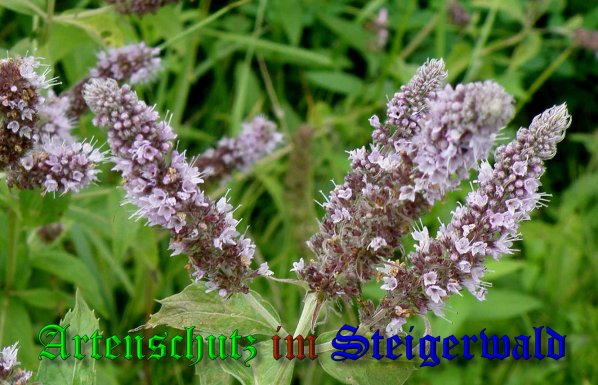 Copyright AiS- Albert Meier Bild zum Eintrag (39999-160)