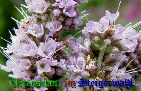 Copyright AiS- Albert Meier Bild zum Eintrag (40000-160)
