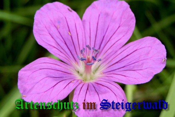 Copyright AiS- Albert Meier Bild zum Eintrag (40015-160)