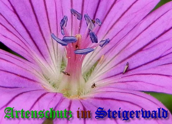 Copyright AiS- Albert Meier Bild zum Eintrag (40016-160)