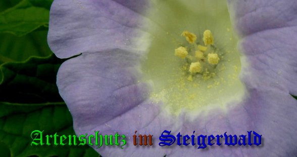 Bild zum Eintrag (40019-160)