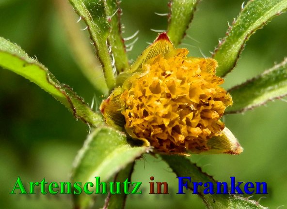 Copyright AiS- Albert Meier Bild zum Eintrag (40053-160)