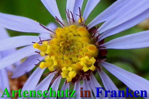 Copyright AiS- Albert Meier Bild zum Eintrag (40122-160)