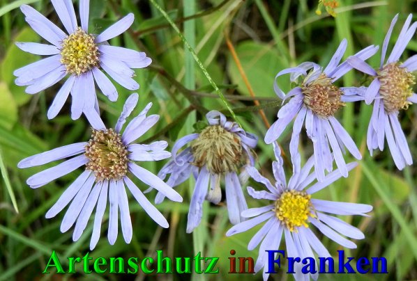Copyright AiS- Albert Meier Bild zum Eintrag (40123-160)