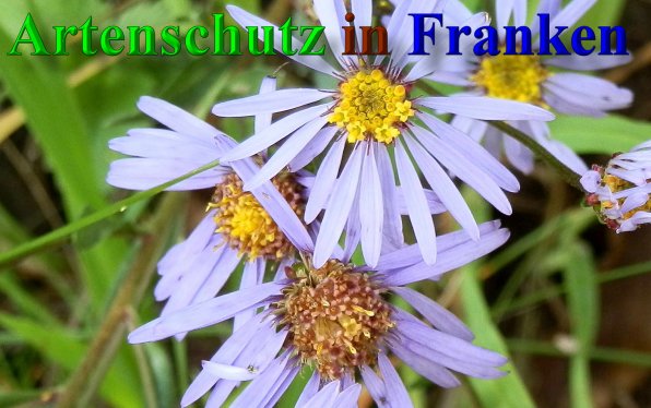 Copyright AiS- Albert Meier Bild zum Eintrag (40124-160)