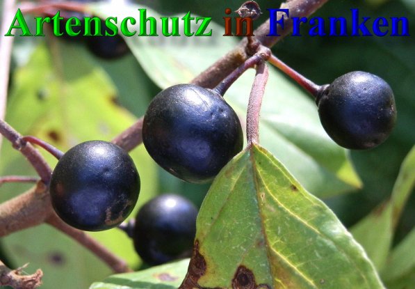Copyright AiS- Albert Meier Bild zum Eintrag (40128-160)