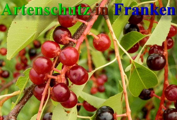 Copyright AiS- Albert Meier Bild zum Eintrag (40130-160)