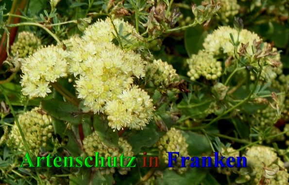 Copyright AiS- Albert Meier Bild zum Eintrag (40133-160)