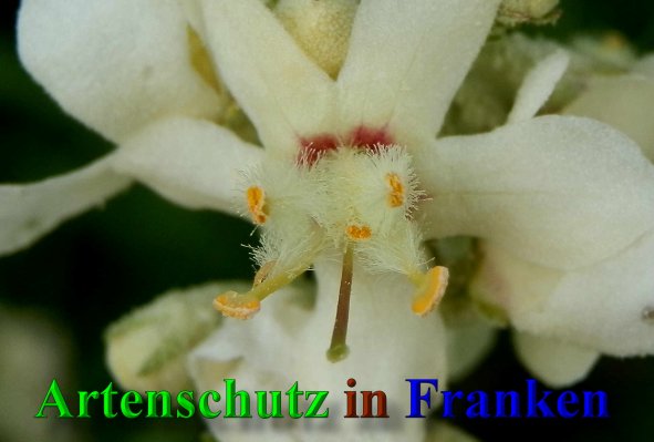 Copyright AiS- Albert Meier Bild zum Eintrag (40140-160)